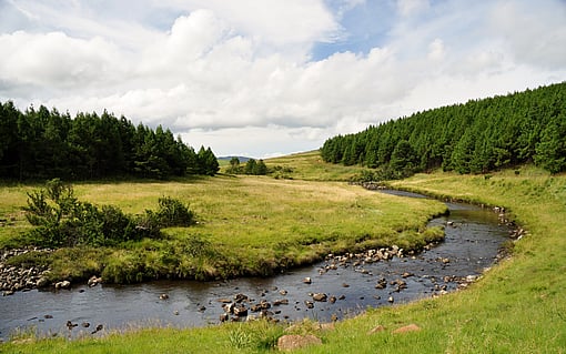 a rural image showing a river running amongst a field with a backdrop of trees
