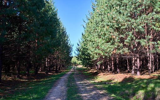 Mondi forest Hilton