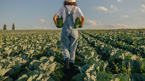a farm worker walking through a field holding produce whilst wearing dungarees and a hat