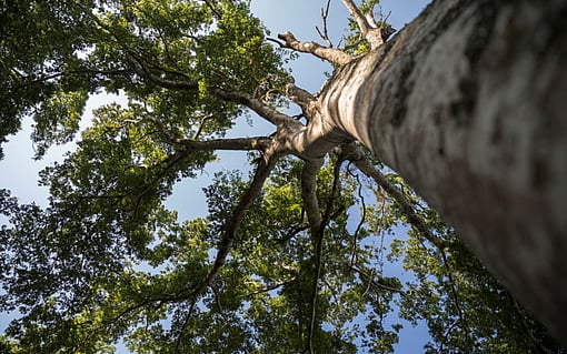 ground level view looking up at a large tree set against a blue sky