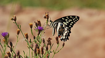 black and white coloured butterfly landing on an array of flowers in South Africa