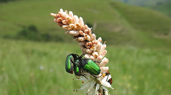 two green beetles pollinating a flower