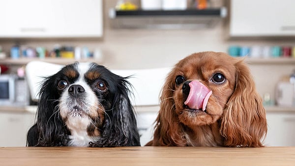 two dogs, one brown and one black and white, with their heads sticking up above a table and looking up