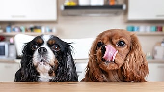 two dogs, one brown and one black and white, with their heads sticking up above a table and looking up