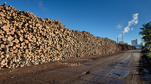 view of a large amount of cut timber piled up against a blue sky