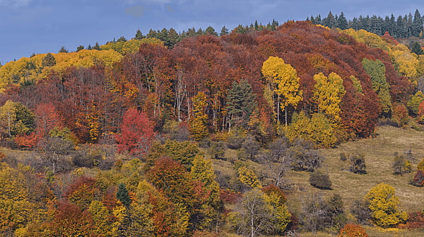 an autumnal forest environment on a hillside set against a blue sky