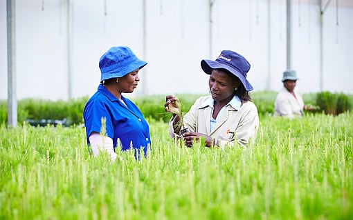 Sustainability at Mondi