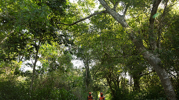 two forestry workers in safety gear in discussion as they walk through a forest